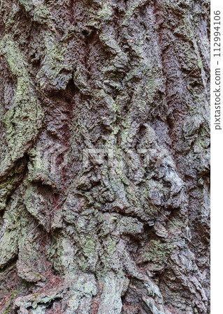 Close-up showcasing rich tapestry of textures and colors on Scottish tree bark, from moss to wood Close-up showcasing rich tapestry of textures and colors on Scottish tree bark, from moss to wood 112994106