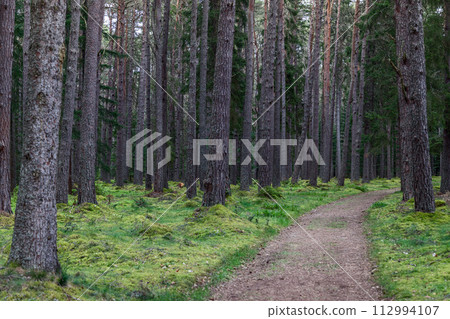 Inviting winding path flanked by towering pines and vibrant green moss in a Scottish forest 112994107