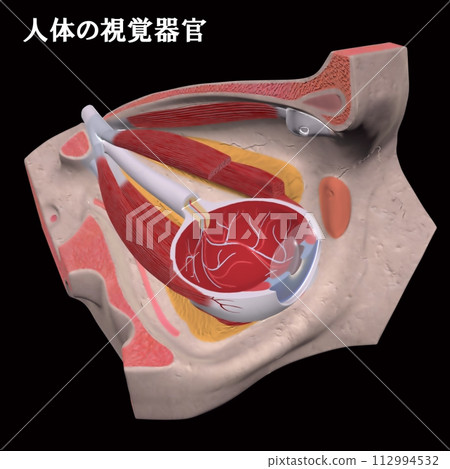 visual organs of the human body visual organs of the human body 112994532