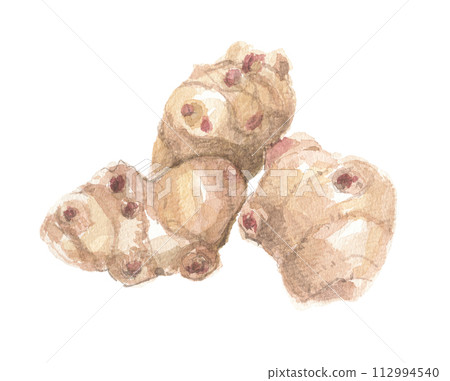 菊芋塊莖畫水彩 菊芋塊莖畫水彩 112994540