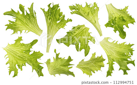 Frize salad leaves isolated on white background with clipping path Frize salad leaves isolated on white background with clipping path 112994751