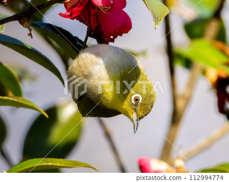 棲息在茶梅上的繡眼鳥 棲息在茶梅上的繡眼鳥 112994774