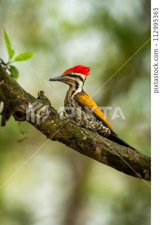 Himalayan flameback or goldenback woodpecker or three toed woodpecker or Dinopium shorii male bird perch in natural scenic green background pilibhit national park uttar pradesh india asia Himalayan flameback or goldenback woodpecker or three toed woodpecker or Dinopium shorii male bird perch in natural scenic green background pilibhit national park uttar pradesh india asia 112995365