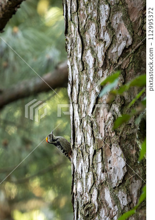 brown fronted woodpecker or Leiopicus auriceps bird on pine tree trunk during winter migration season at foothills of himalaya uttarakhand india asia 112995372