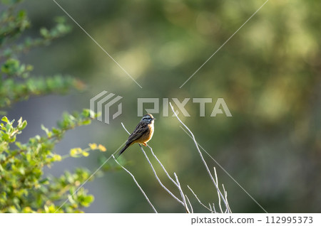 rock bunting or Emberiza cia bird in natural green background in winter season at forest of manila utttarakhand india asia rock bunting or Emberiza cia bird in natural green background in winter season at forest of manila utttarakhand india asia 112995373