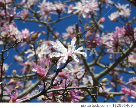 Magnolia flower "Magnolia stellata" Magnolia flower "Magnolia stellata" 112995469