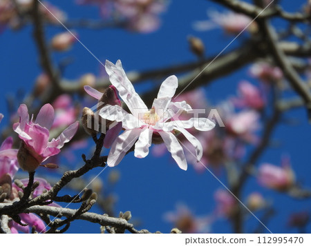 Magnolia flower "Magnolia stellata" Magnolia flower "Magnolia stellata" 112995470