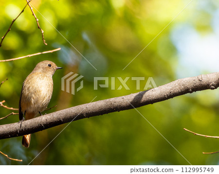 雌性達烏爾紅尾鳥棲息在樹枝上,複製空間 雌性達烏爾紅尾鳥棲息在樹枝上,複製空間 112995749
