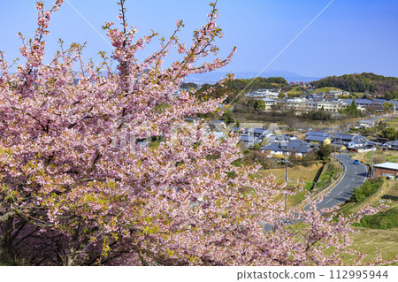 Asuka Kagawazu Cherry Blossom Hill Asuka Kagawazu Cherry Blossom Hill 112995944