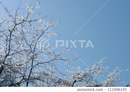 奧山田的垂枝櫻花（愛知縣岡崎市） 112996295