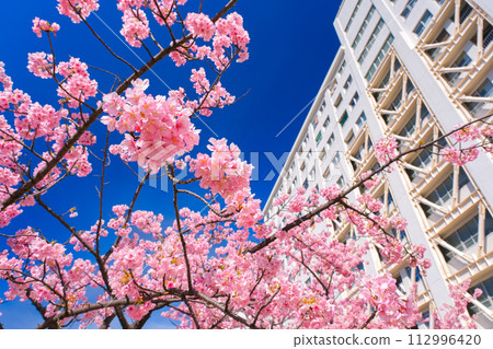 東京江戶川區原中川沿岸的河津櫻花盛開 112996420