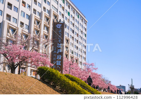 Kawazu cherry blossoms along the former Nakagawa River in full bloom in Edogawa Ward, Tokyo 112996428