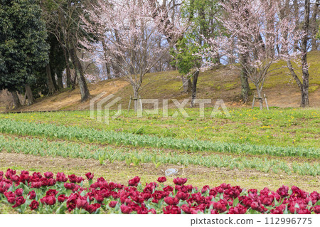 Umami Hill Park: Cherry blossoms, tulips and spring flowers in full bloom 112996775