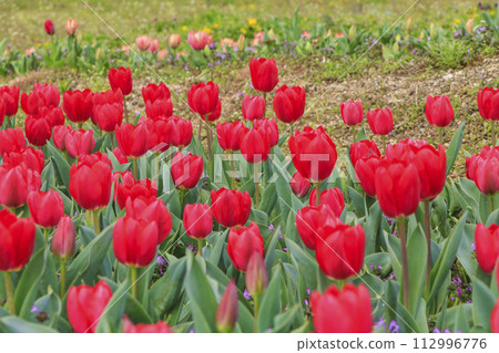 Umami Hill Park: Cherry blossoms, tulips and spring flowers in full bloom 112996776