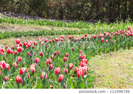 Umami Hill Park: Cherry blossoms, tulips and spring flowers in full bloom 112996786