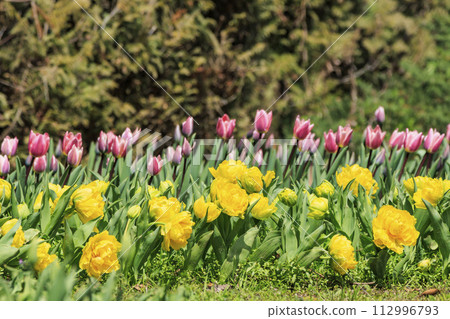 鮮味山公園：櫻花、鬱金香、春暖花開 112996793