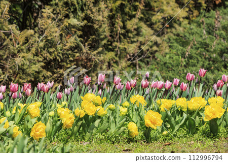 Umami Hill Park: Cherry blossoms, tulips and spring flowers in full bloom Umami Hill Park: Cherry blossoms, tulips and spring flowers in full bloom 112996794