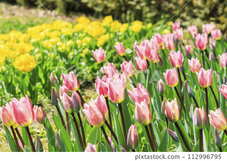 Umami Hill Park: Cherry blossoms, tulips and spring flowers in full bloom Umami Hill Park: Cherry blossoms, tulips and spring flowers in full bloom 112996795