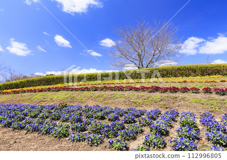 鮮味山公園:櫻花、鬱金香、春暖花開 鮮味山公園:櫻花、鬱金香、春暖花開 112996805