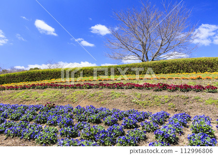 Umami Hill Park: Cherry blossoms, tulips and spring flowers in full bloom 112996806