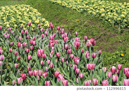 Umami Hill Park: Cherry blossoms, tulips and spring flowers in full bloom Umami Hill Park: Cherry blossoms, tulips and spring flowers in full bloom 112996815