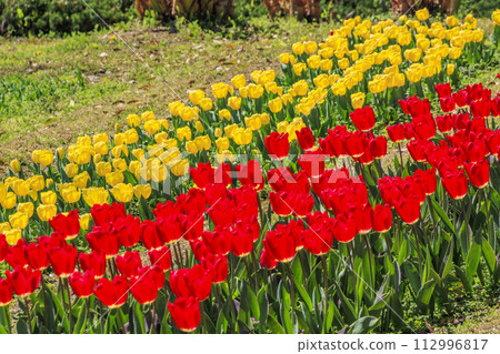 Umami Hill Park: Cherry blossoms, tulips and spring flowers in full bloom Umami Hill Park: Cherry blossoms, tulips and spring flowers in full bloom 112996817