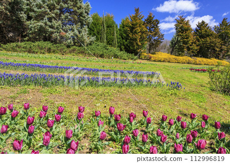Umami Hill Park: Cherry blossoms, tulips and spring flowers in full bloom 112996819