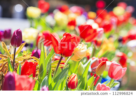 Umami Hill Park: Cherry blossoms, tulips and spring flowers in full bloom 112996824