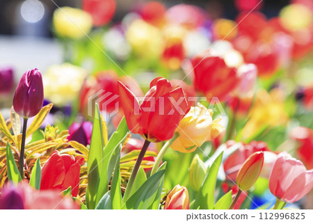 Umami Hill Park: Cherry blossoms, tulips and spring flowers in full bloom 112996825