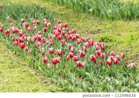 Umami Hill Park: Cherry blossoms, tulips and spring flowers in full bloom 112996838