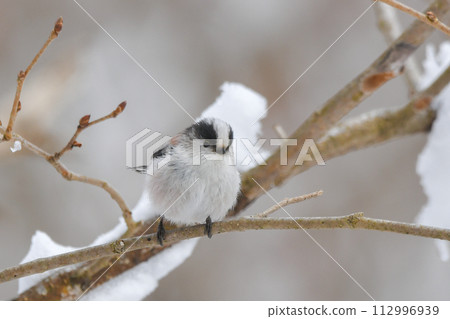 長尾山雀 長尾山雀 112996939
