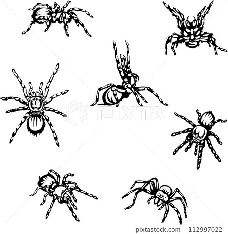 spider, tarantula, insect, danger, bite, black, vector, graphics, design, sign, image, isolated, illustration, picture, large, eyes, fang, hairs, paws, object, drawing, symbol 112997022