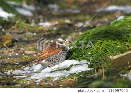 鵝口瘡 鵝口瘡 112997043