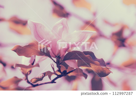 Blossoming Magnolia tree. Pink magnolia flowers. Natural vintage flowers background 112997287