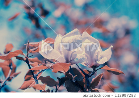 Blossoming Magnolia tree. White magnolia flowers. Natural vintage flowers background 112997288