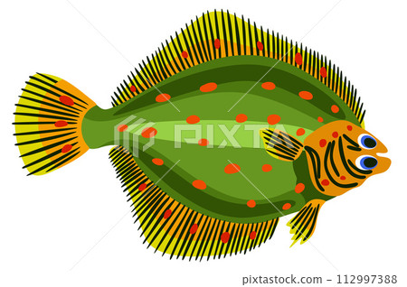Plaice. Vector bright isolated illustration 112997388