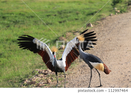stork walking in the lake 112997464
