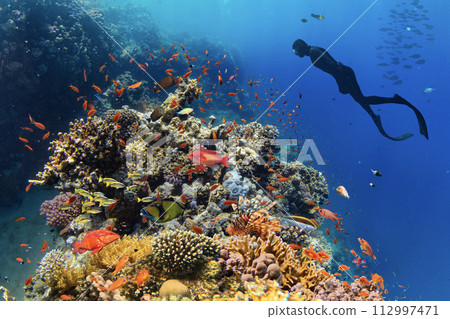Freediver Swimming in Deep Sea With Sunrays. Young Man DIver Eploring Sea Life. Freediver Swimming in Deep Sea With Sunrays. Young Man DIver Eploring Sea Life. 112997471