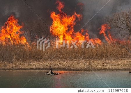 Burning to maintain the wetland environment of Kabukurinuma 112997628