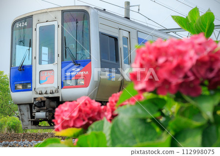 Hydrangea and limited express “Shimanto” (JR Shikoku) 112998075