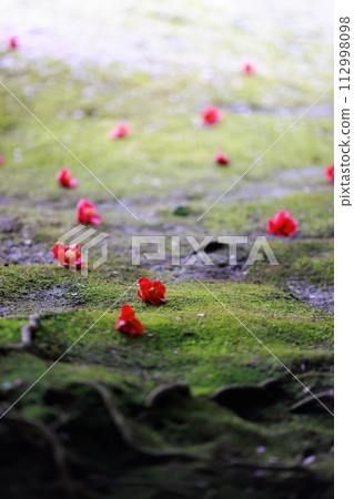 Early spring plum blossoms, plum blossoms, and pink petals are cute 112998098