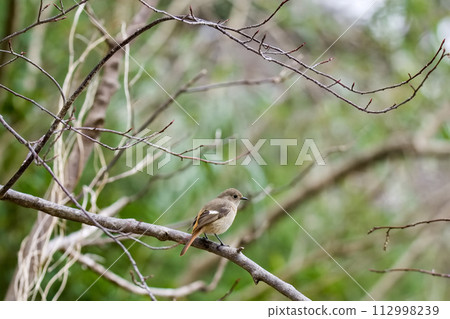 達里安紅尾鴝盯著某物 112998239