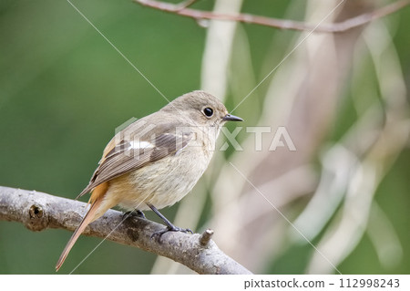 Daurian Redstart perched on a tree 112998243