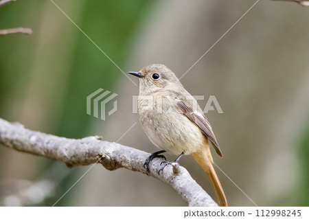 Daurian Redstart perched on a tree Daurian Redstart perched on a tree 112998245