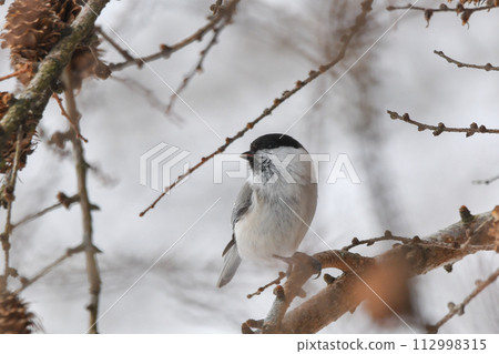 Willow tit 112998315