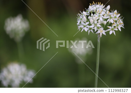 白蝨花 112998327