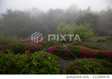 Azalea garden 112998479