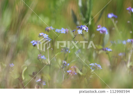 Small blue forget-me-not flowers blooming in the spring field Small blue forget-me-not flowers blooming in the spring field 112998594