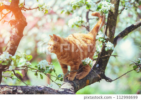 Little kitten sneaks up on a blooming apple tree in a spring orchard Little kitten sneaks up on a blooming apple tree in a spring orchard 112998699
