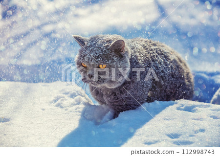 Blue british shorthair cat sitting in the deep snow in winter 112998743